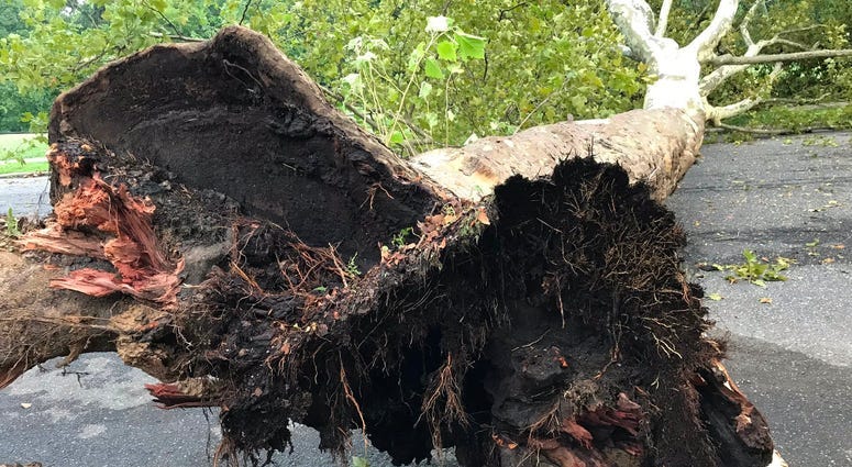 Trees, power lines down as another storm leaves its mark on Philly area